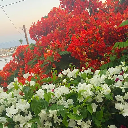 Апартаменты Bougainvillea Garden Пейя